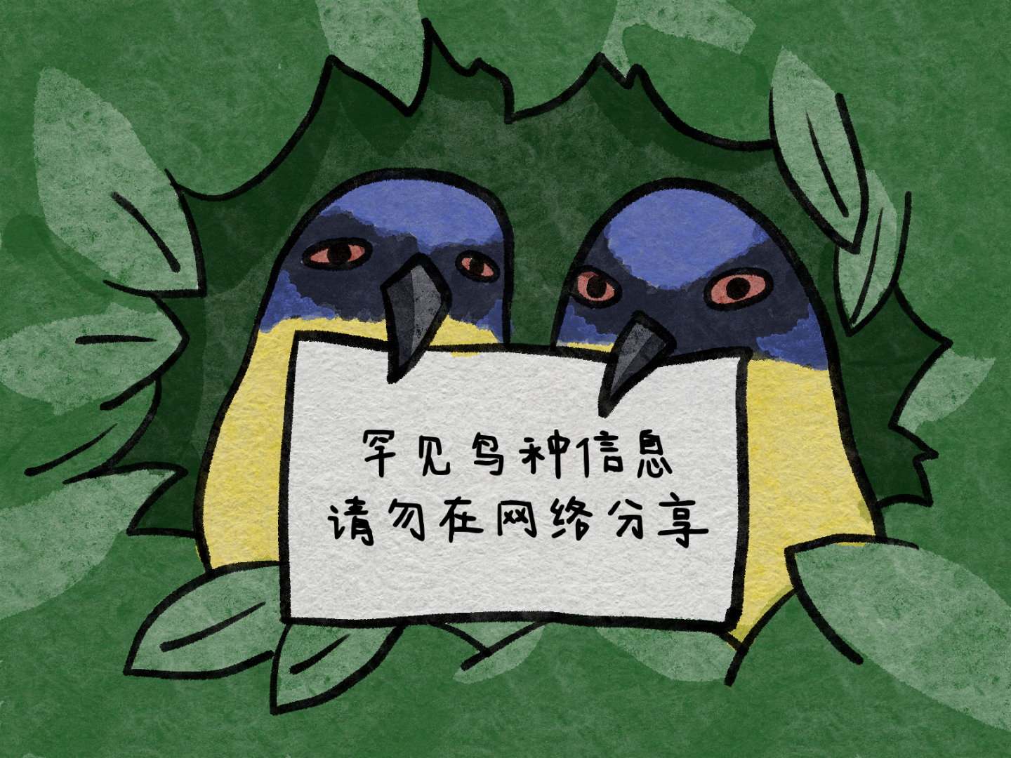 观鸟
