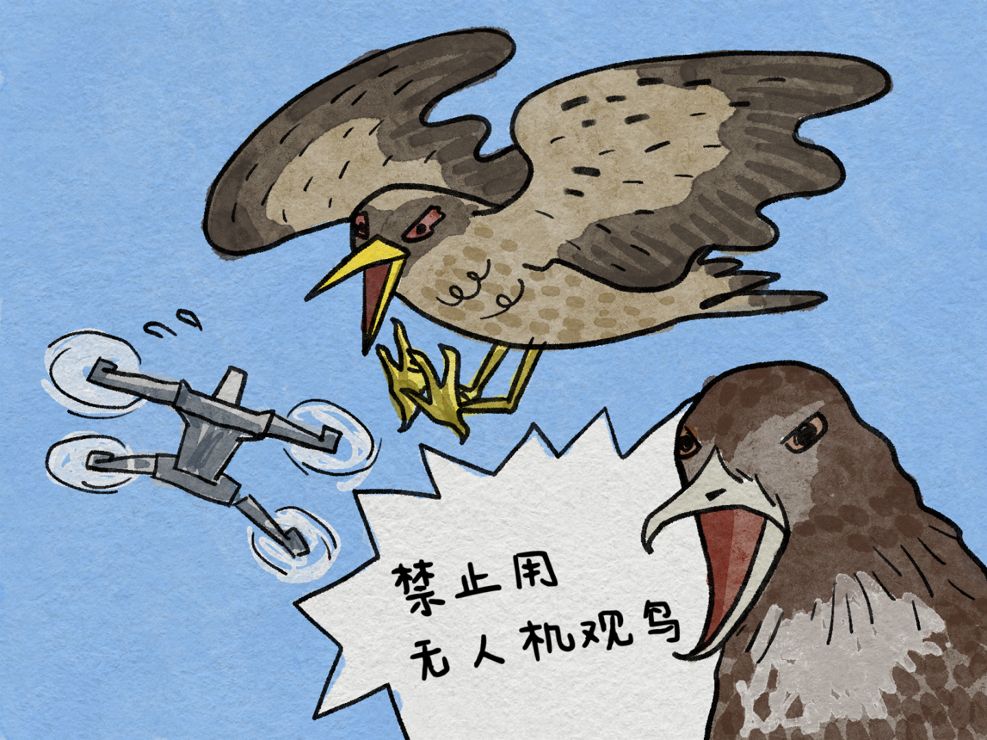观鸟