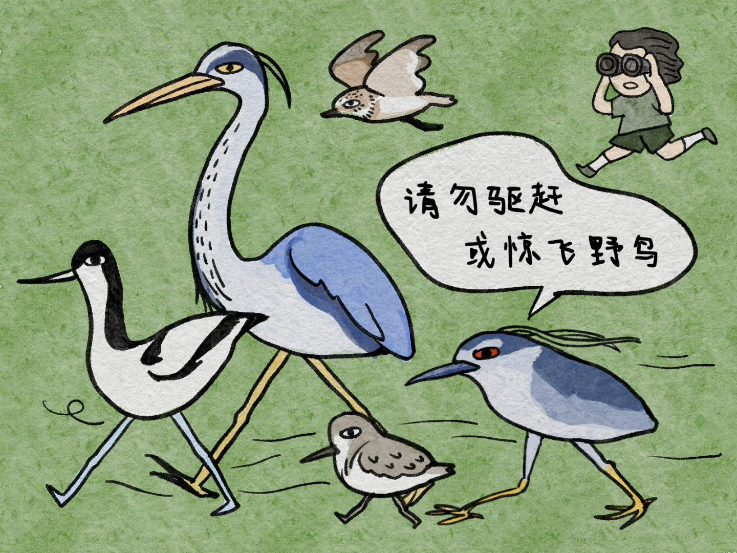 观鸟