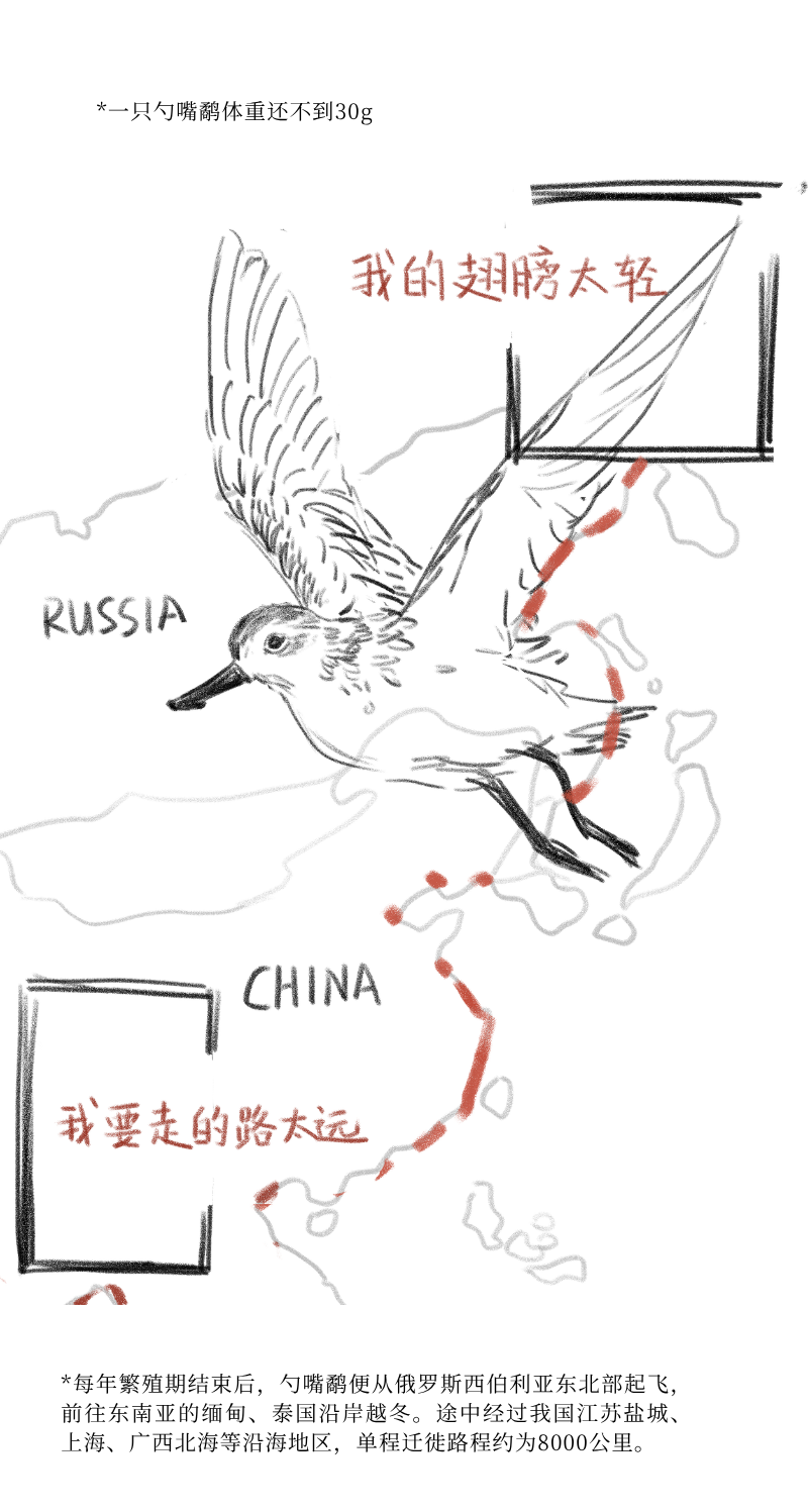勺嘴鹬