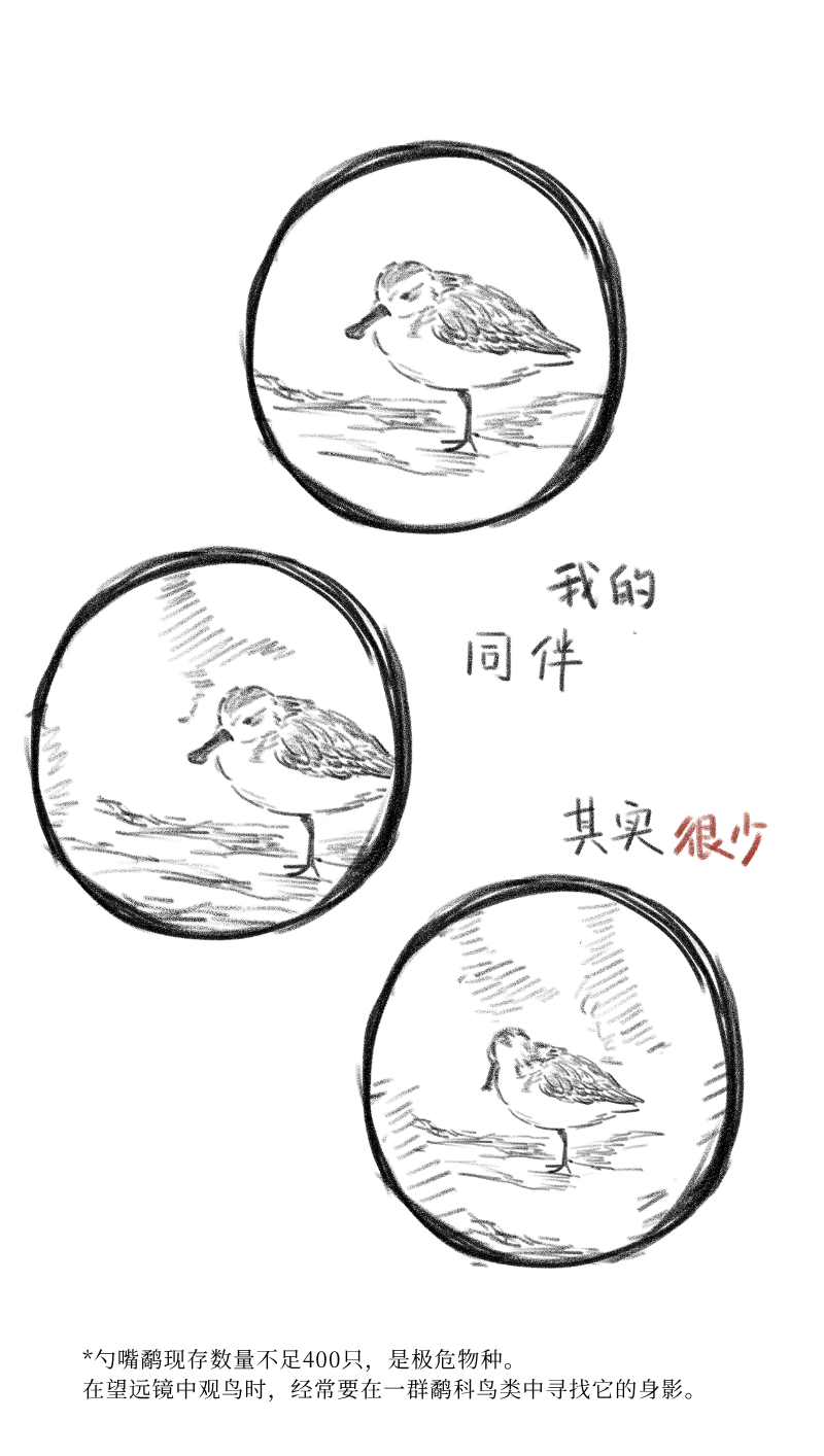 勺嘴鹬