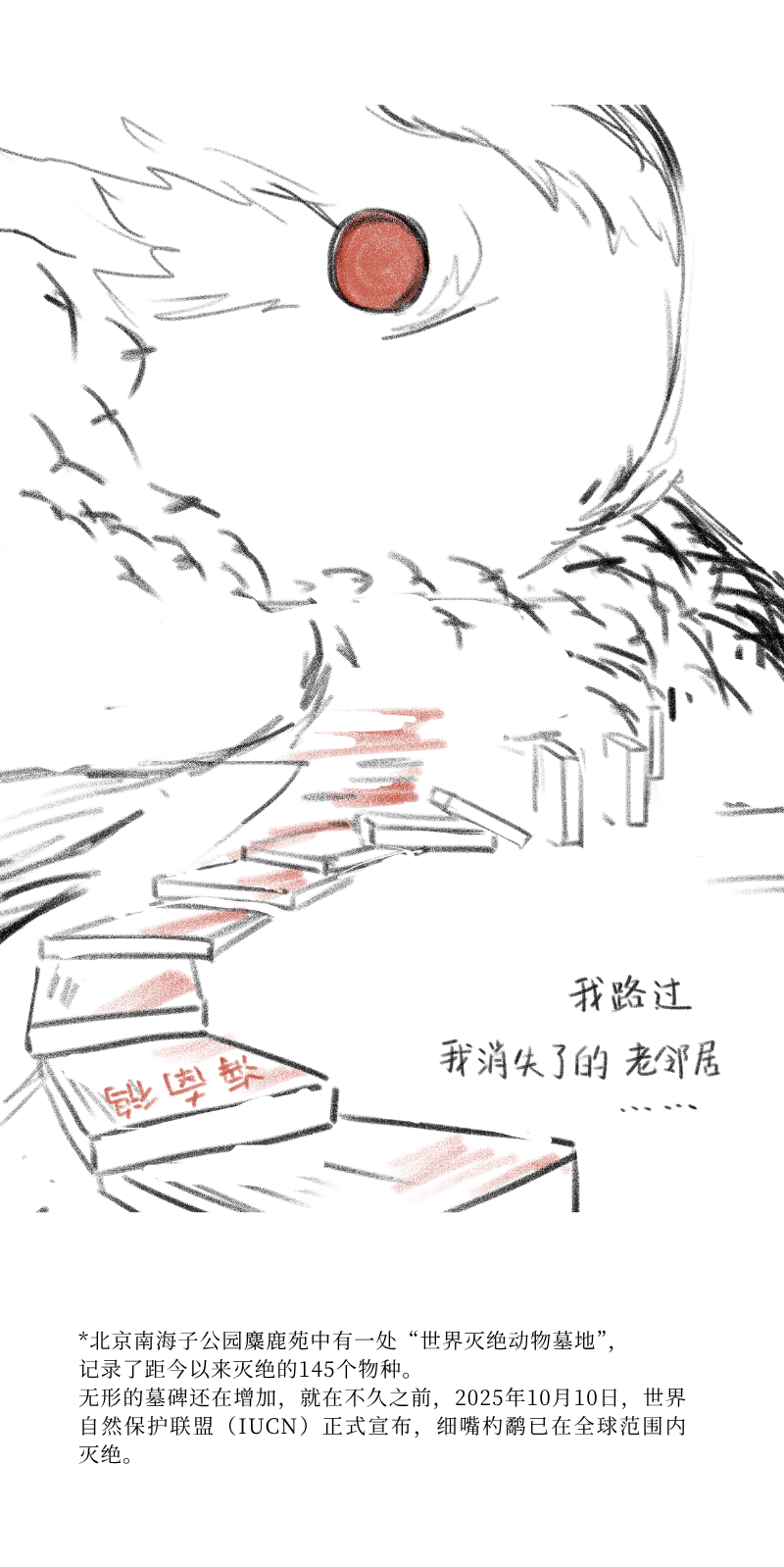 勺嘴鹬