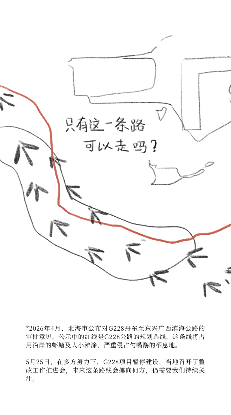 勺嘴鹬