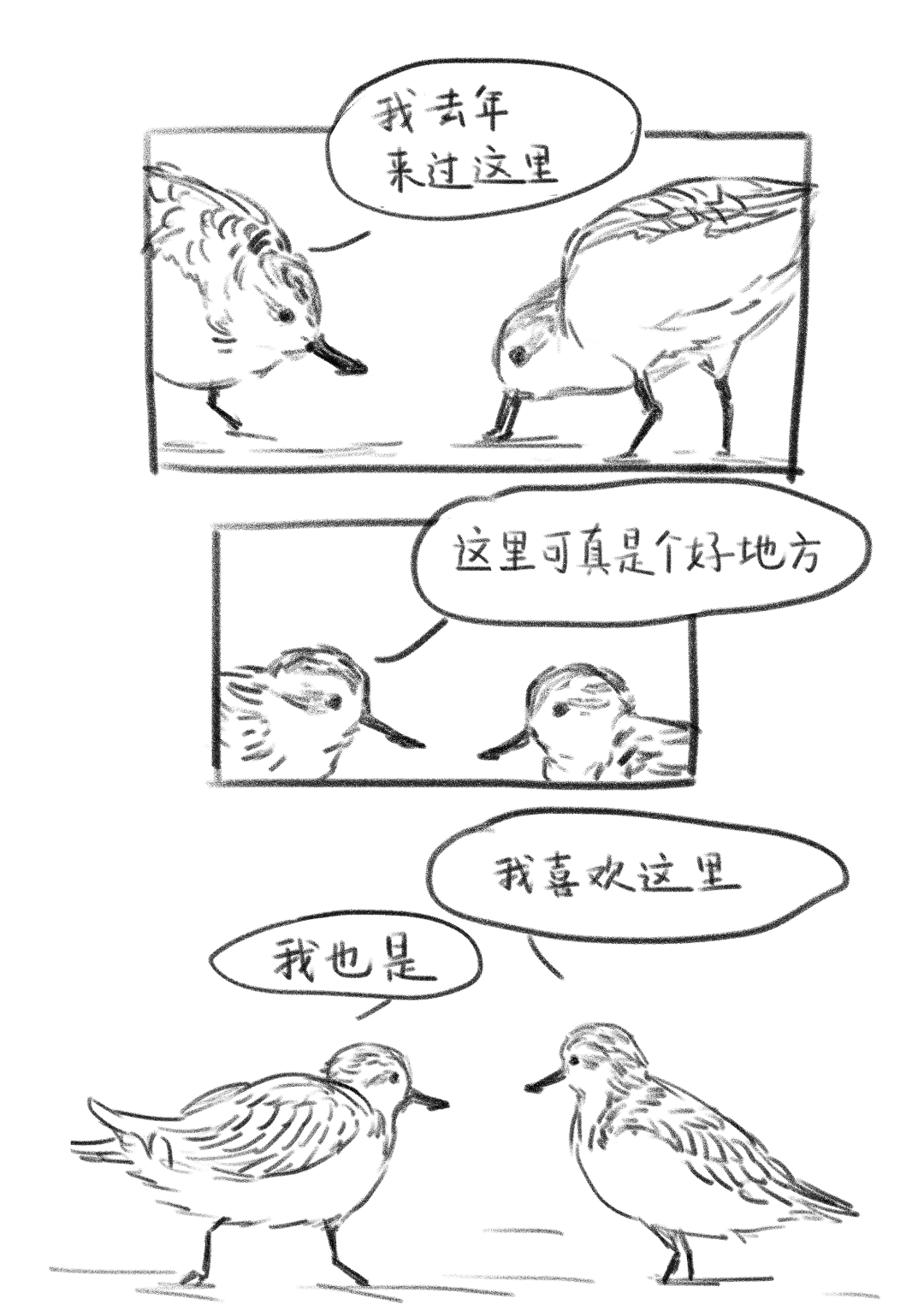 勺嘴鹬