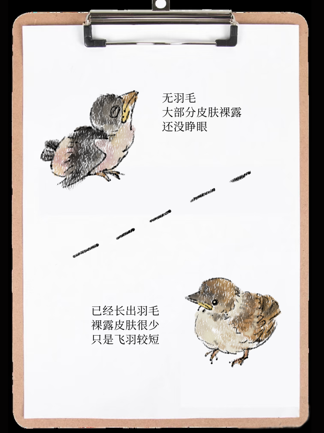 城市鸟撞防护