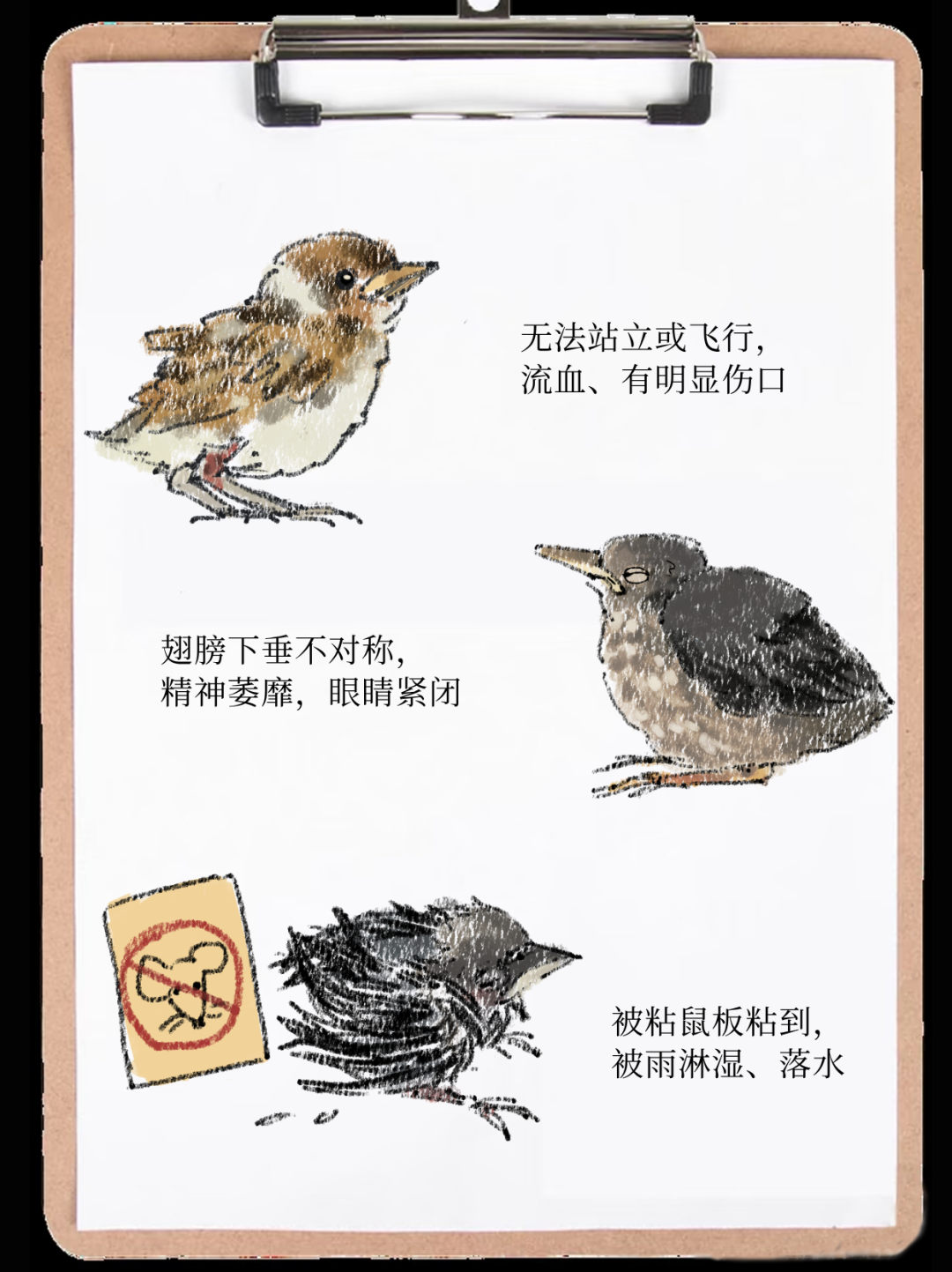 城市鸟撞防护