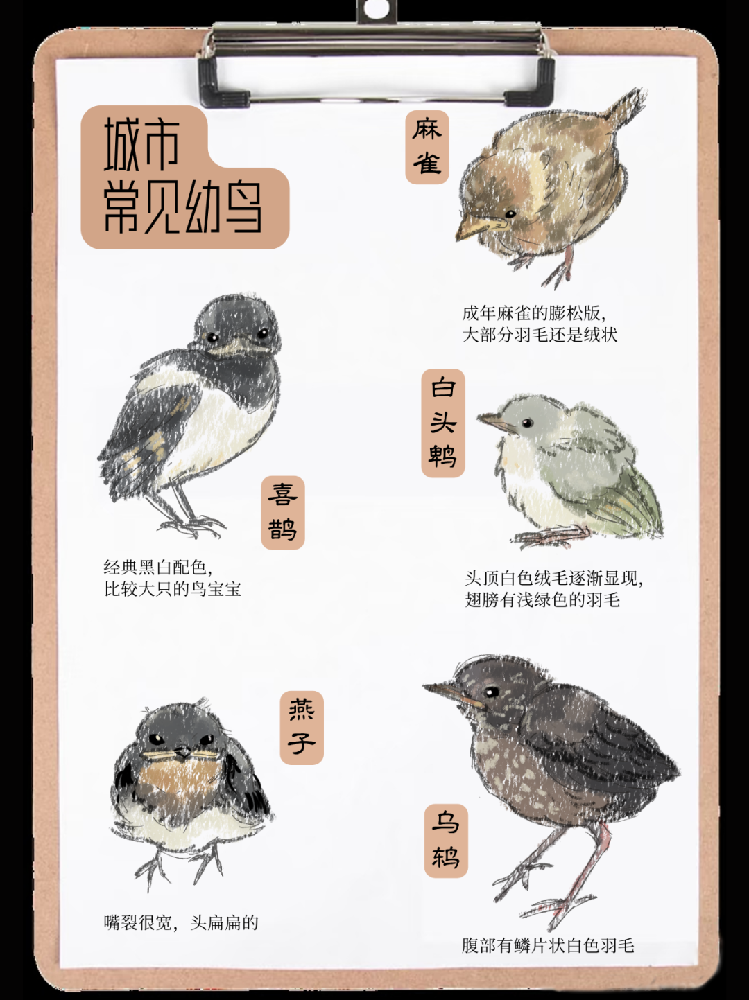 城市鸟撞防护