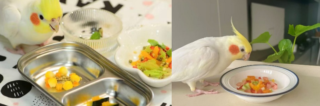 啾星互助网