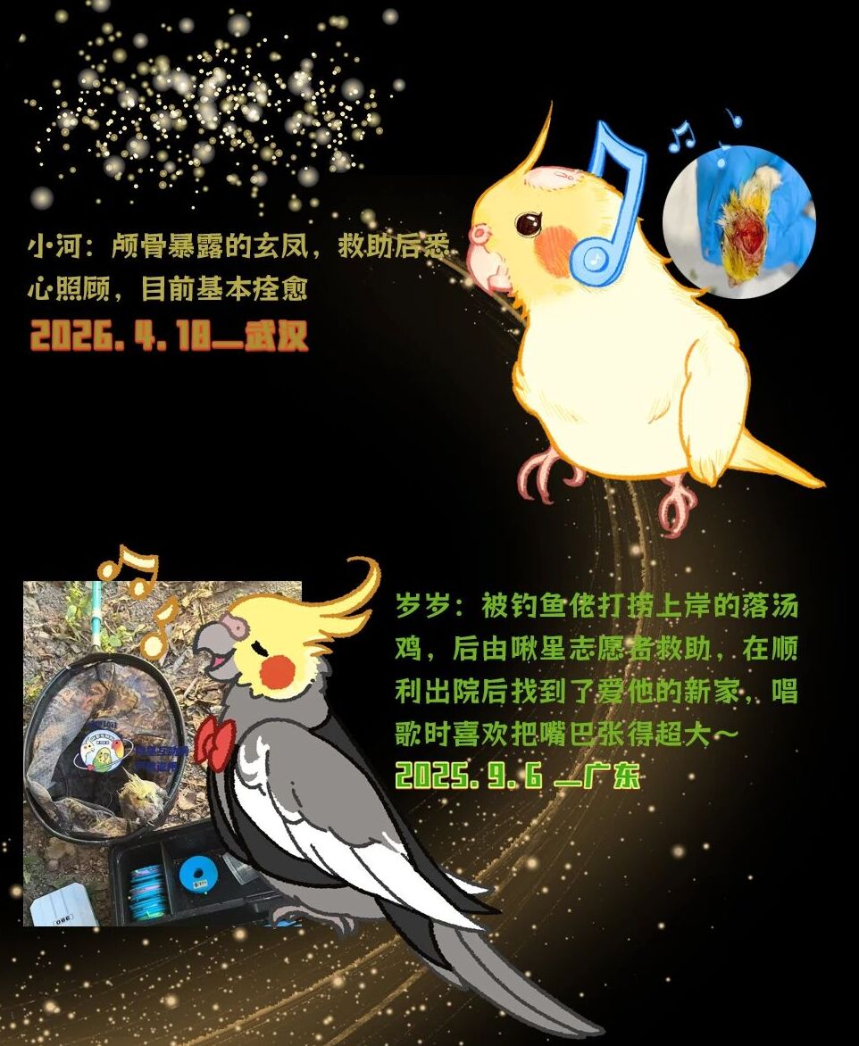 啾星互助网两周年流浪小鹦鹉救助案例展示