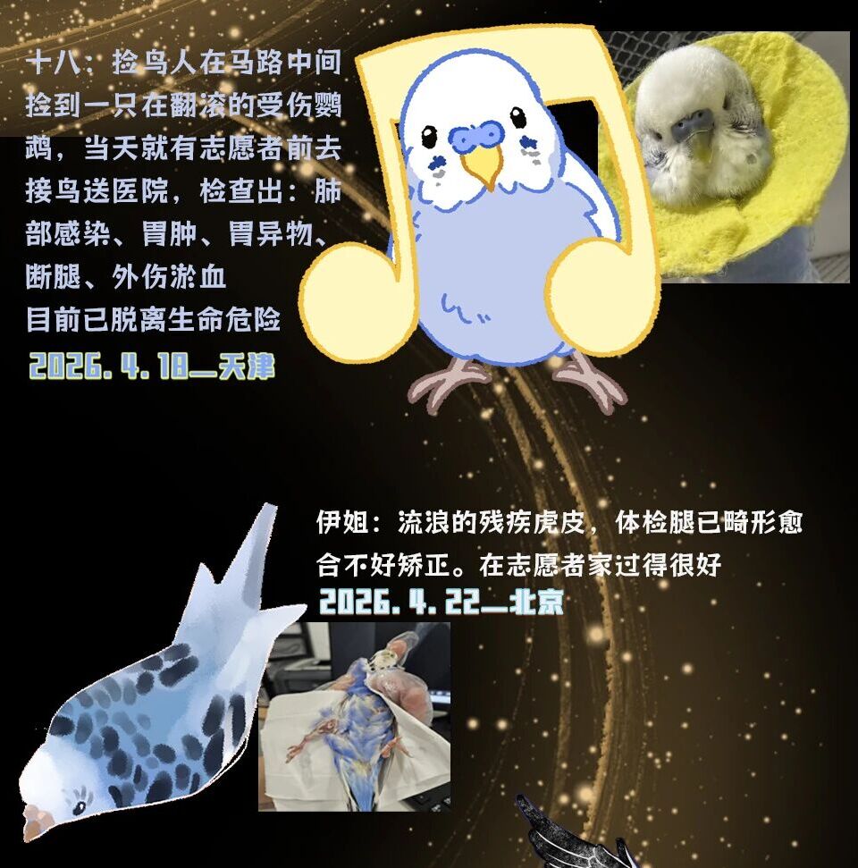 啾星互助网两周年流浪小鹦鹉救助案例展示