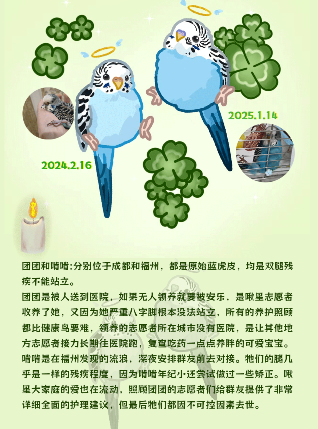 啾星互助网两周年流浪小鹦鹉救助案例展示