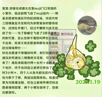 啾星互助网两周年流浪小鹦鹉救助案例展示