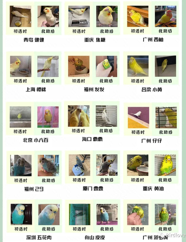 啾星互助网两周年流浪小鹦鹉救助案例展示